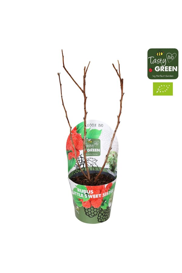 Rubus Low.® Little Sweet Sister® Bio P14