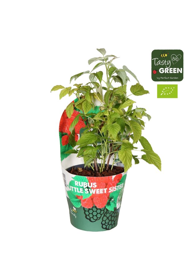 Rubus Low.® Little Sweet Sister® Bio P14