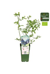 Vaccinium corymbosum Blue Dessert® Bio P15