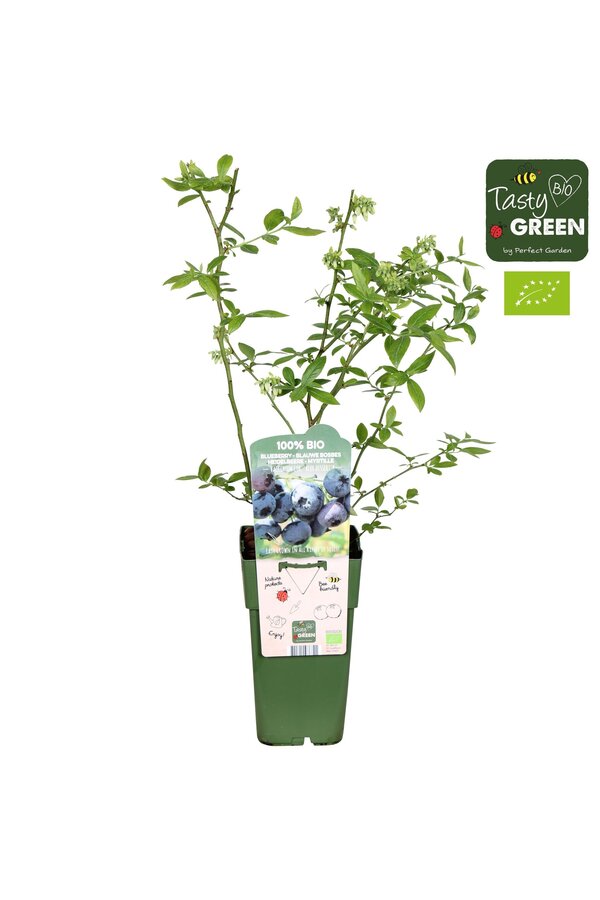 Vaccinium corymbosum Blue Dessert® Bio P15