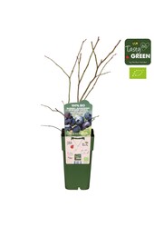 Vaccinium corymbosum Blue Dessert® Bio P15