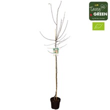 Malus domestica Elstar Bio P27 Halbstamm