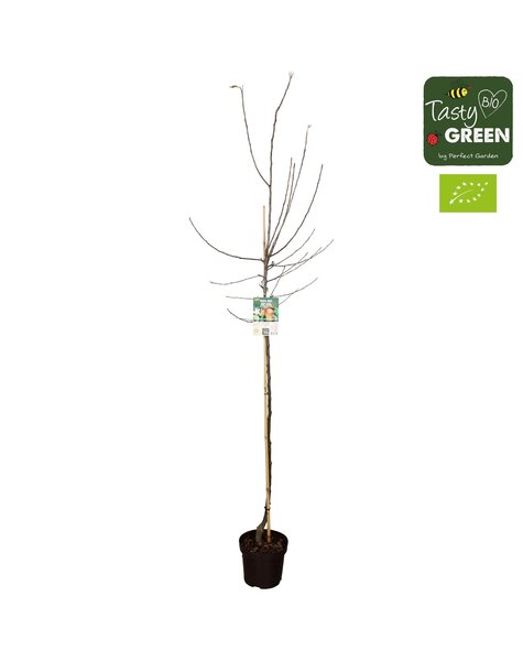 Malus domestica Elstar Bio P27 Halbstamm