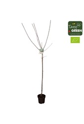 Prunus domestica Opal Bio P27 Halbstamm