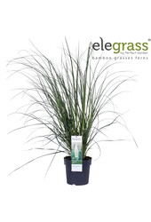 Cortaderia selloana Pumila P23