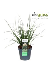 Cortaderia selloana Pumila P23