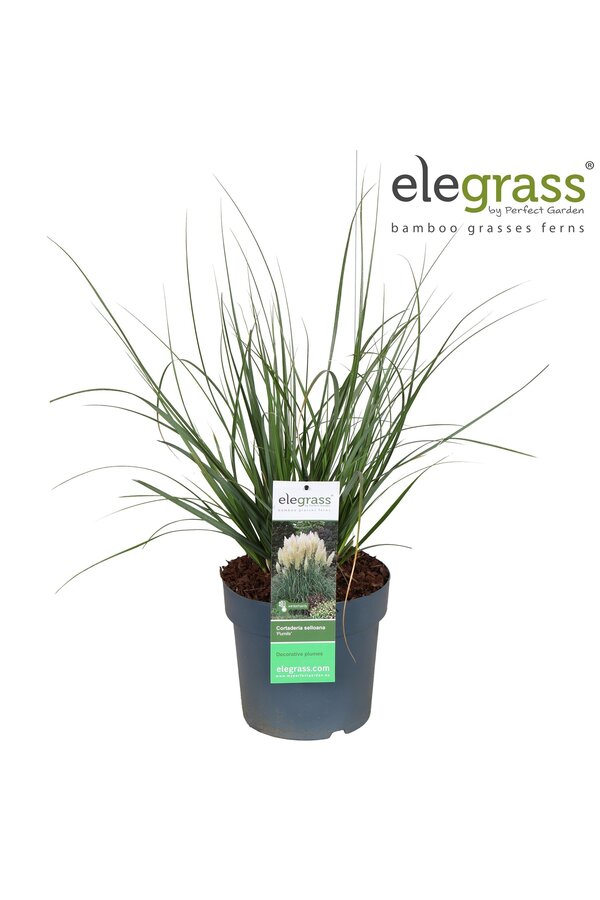 Cortaderia selloana Pumila P23