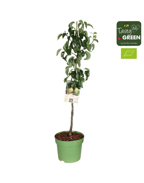 Pyrus communis Conference Bio P27 Niederstamm