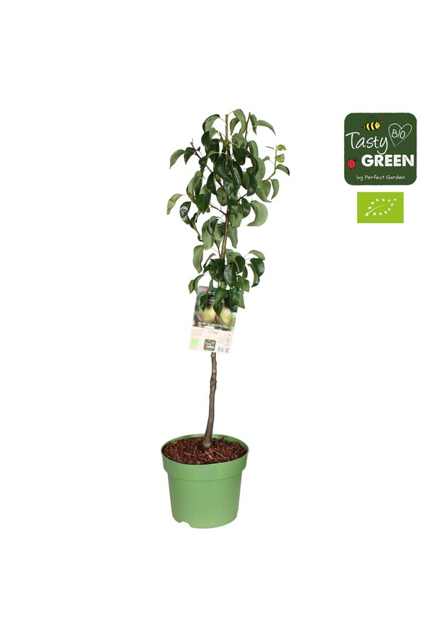 Pyrus communis Conference Bio P27 Niederstamm