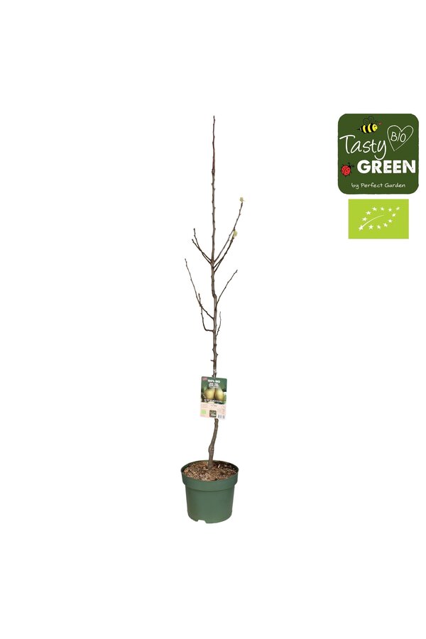 Pyrus communis Conference Bio P27 Niederstamm