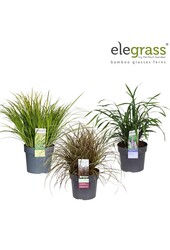 Gräsermischung niedrig exklusiv lose P19 - Elegrass Hardy and Evergreen