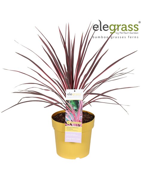 Cordyline x Festival® Raspberry P23
