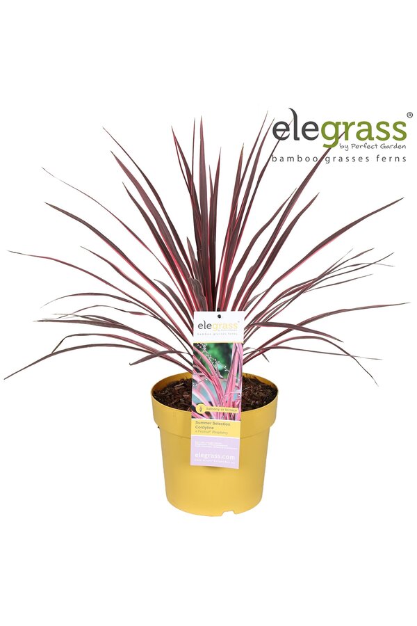 Cordyline x Festival® Raspberry P23