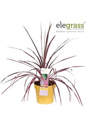 Cordyline x Festival® Raspberry P23