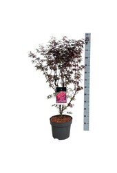 Ahorn Acer Skeeters Broom