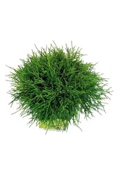 Chamaecyparis Sungold