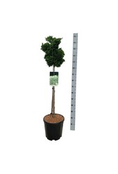 Chamaecyparis Nana Gracilis