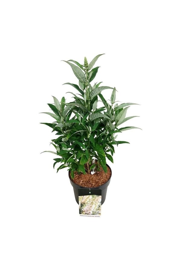 Schmetterlingsflieder Buddleja B. Candy Little White