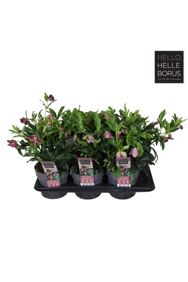 Helleborus orientalis Hello Red P17