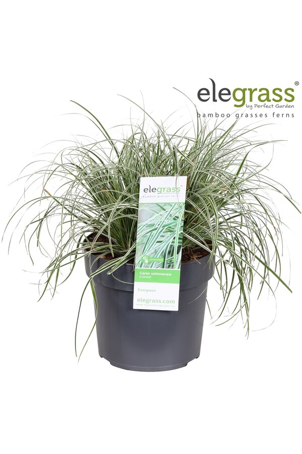 Carex oshimensis Everest P19