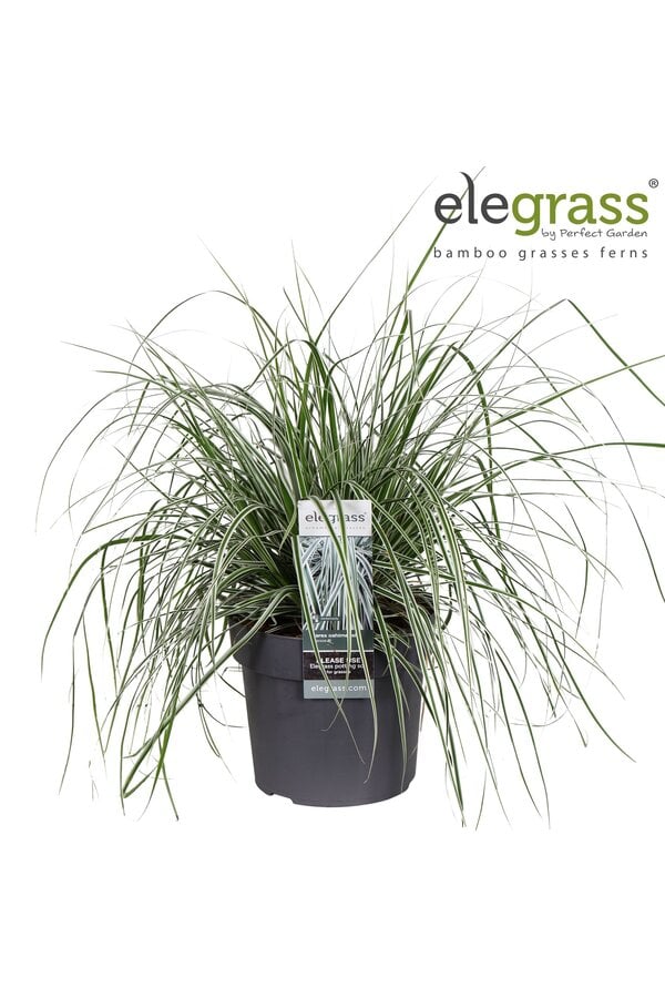 Carex oshimensis Everest P19