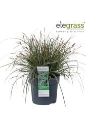 Carex oshimensis Everest P19
