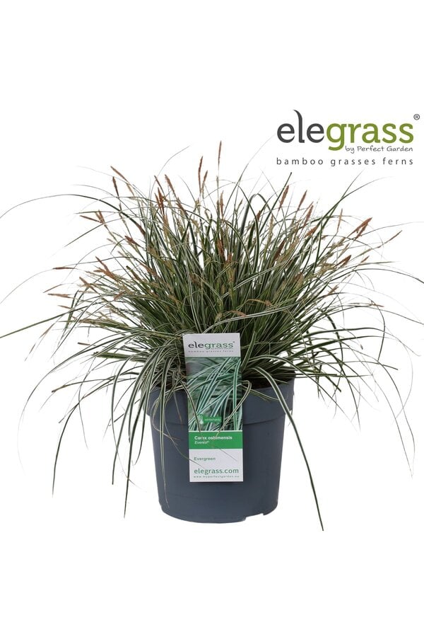 Carex oshimensis Everest P19