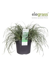 Carex oshimensis Everest P19