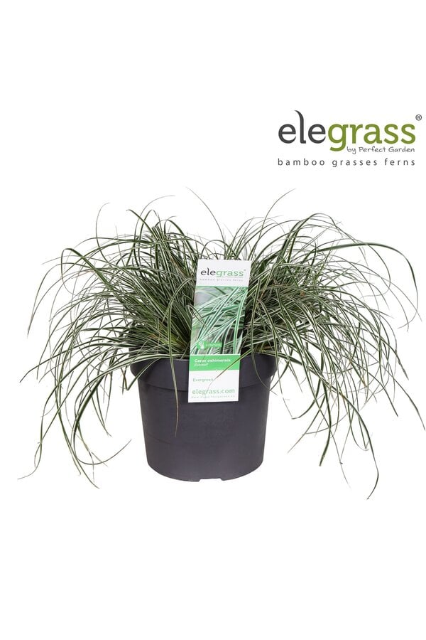 Carex oshimensis Everest P19