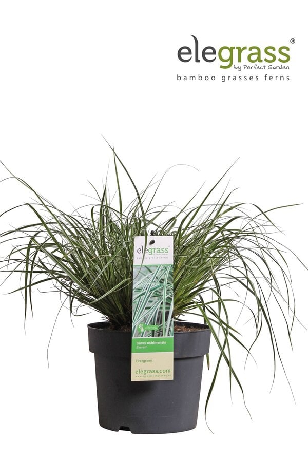 Carex oshimensis Everest P19