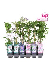 Clematis-Mix-Schale Wert P12