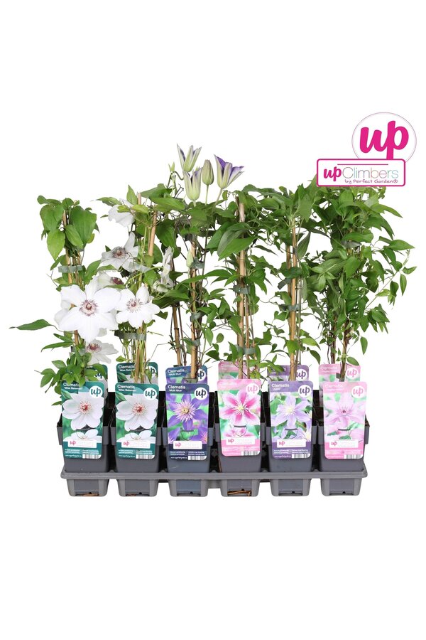 Clematis-Mix-Schale Wert P12