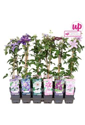 Clematis-Mix-Schale Wert P12