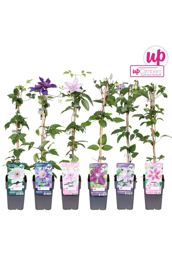 Clematis-Mix-Schale Wert P12