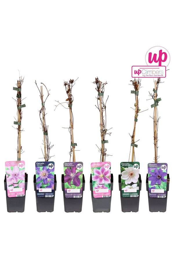 Clematis-Mix-Schale Wert P12