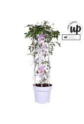 Clematis Carnaval Colour mix P23