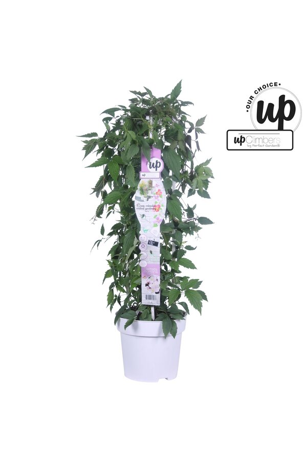 Clematis Carnaval Colour mix P23