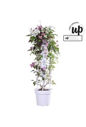 Clematis Carnaval Colour mix P23