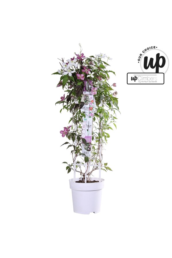 Clematis Karneval Farbmischung P23