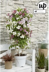 Clematis Carnaval Colour mix P23