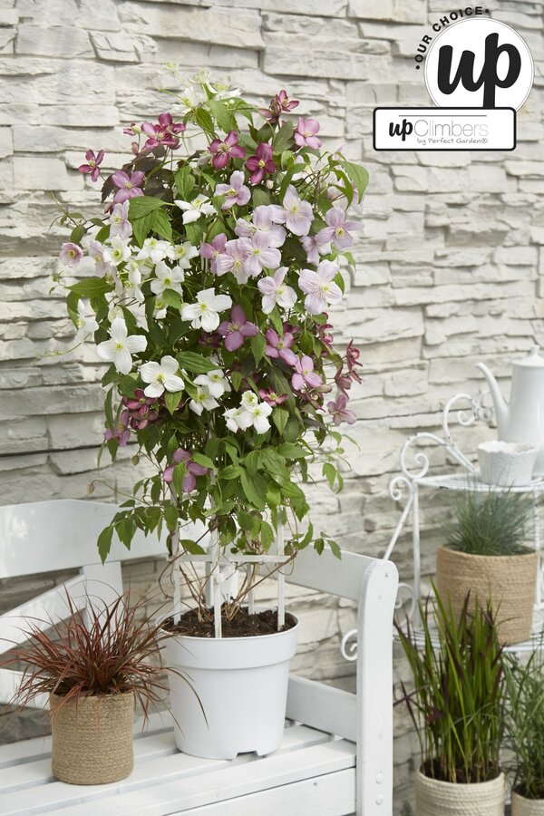 Clematis Carnaval Colour mix P23