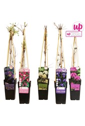 Clematis Alpina Mix-Schale P15