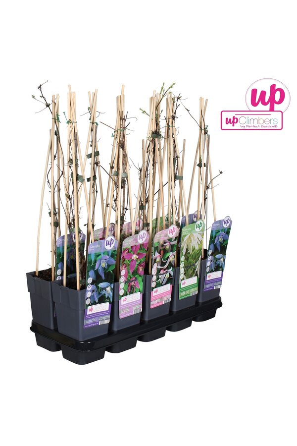 Clematis Alpina mix tray P15