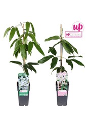 Clematis immergrün Mix Tray P15