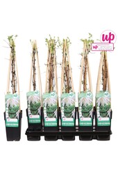 Clematis Alpina Albina Plena P15