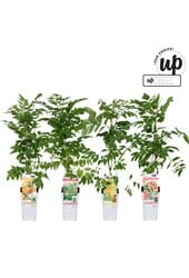 Campsis Our Choice mix tray P15