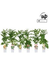 Campsis Our Choice mix tray P15