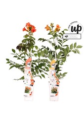 Campsis Our Choice mix tray P15