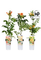 Campsis Our Choice mix tray P15