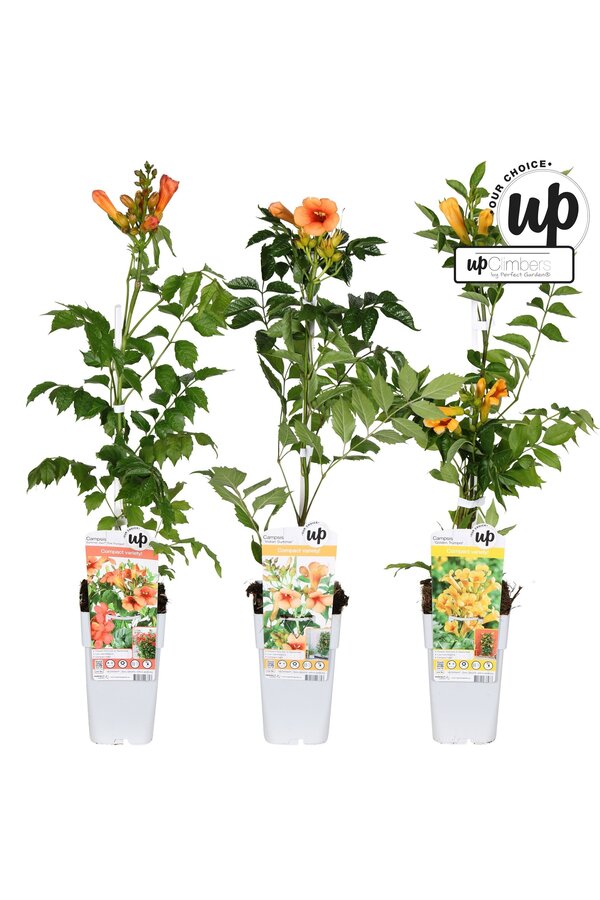 Campsis Our Choice mix tray P15